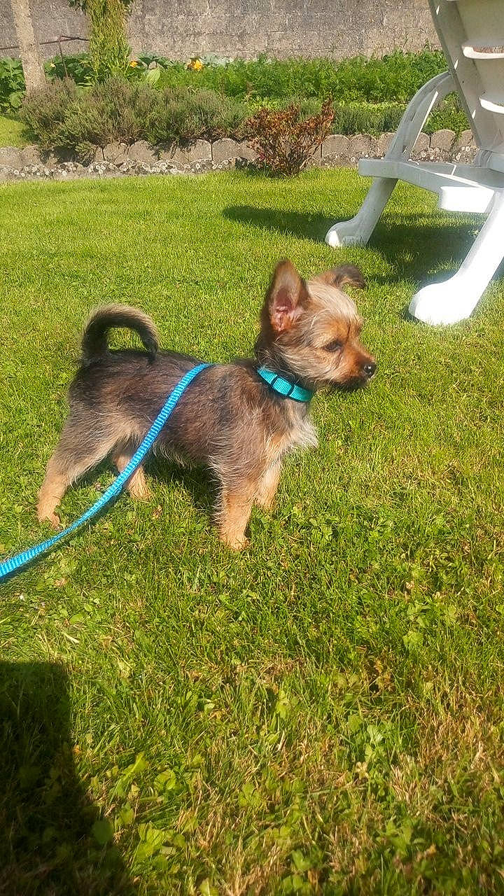 Mouky participe au concours pour gagner de l'argent avec cette photo : border_terrier, canidae, carnivore, chihuahua, companion_dog, dog, dog_breed, fawn, grass, lawn, mammal, norwich_terrier, puppy, rare_breed_dog, sporting_group, vertebrate, yorkshire_terrier