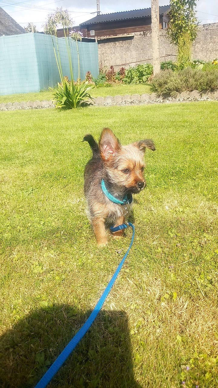 Mouky a rejoint le concours — aidez-le/la à gagner de superbes lots ! australian_terrier, cairn_terrier, canidae, carnivore, companion_dog, dog, dog_breed, grass, lawn, mammal, norfolk_terrier, norwich_terrier, sporting_group, terrier, vertebrate, yorkshire_terrier