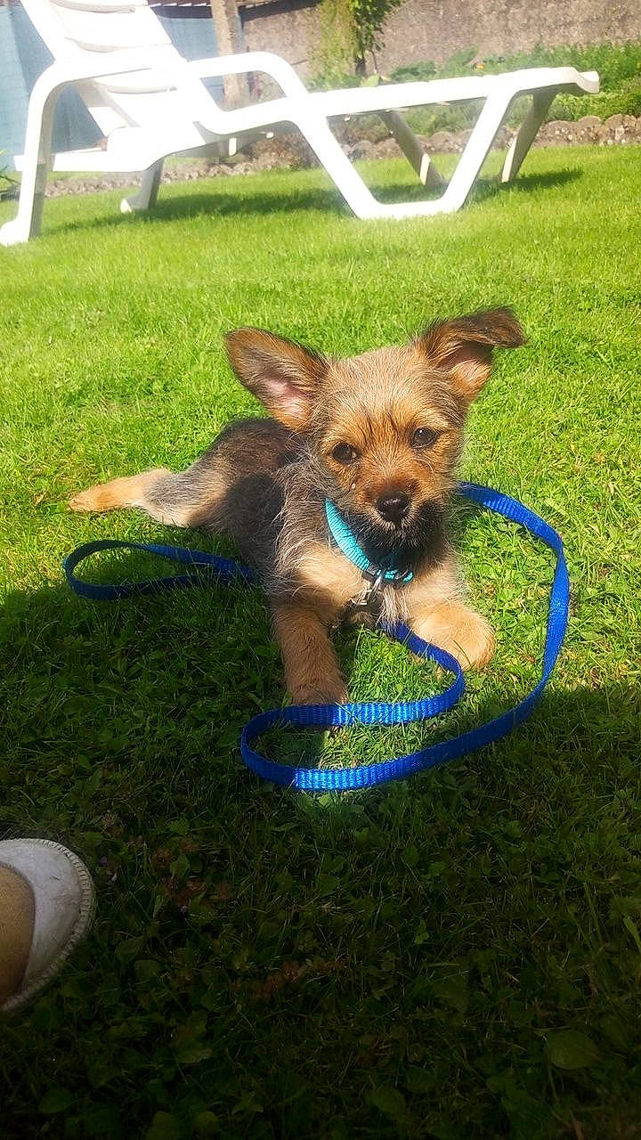 Mouky a rejoint le concours — aidez-le/la à gagner de superbes lots ! border_terrier, canidae, carnivore, companion_dog, dog, dog_breed, fawn, grass, lawn, mammal, puppy, sporting_group, terrier, toy_dog, vertebrate, yorkshire_terrier