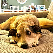 Sadie joined the competition — help win amazing prizes! dog, couch, indoor, pet, resting, brown, cozy, living_room, furniture, pillow, canine, relaxed, animal, home, domestic, ears, flooring, table, chair, window