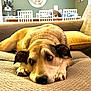 dog, couch, indoor, pet, resting, brown, cozy, living_room, furniture, pillow, canine, relaxed, animal, home, domestic, ears, flooring, table, chair, window