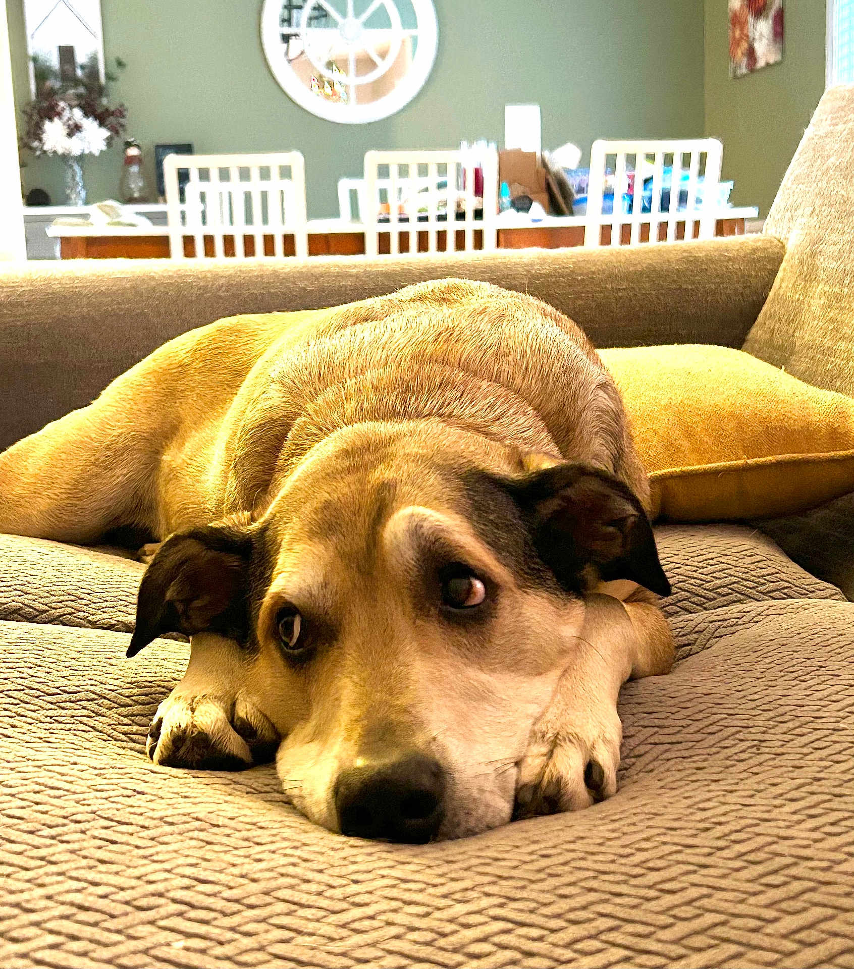 Sadie joined the competition — help win amazing prizes! dog, couch, indoor, pet, resting, brown, cozy, living_room, furniture, pillow, canine, relaxed, animal, home, domestic, ears, flooring, table, chair, window