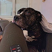 Orca a rejoint le concours — aidez-le/la à gagner de superbes lots ! black_dog, blanket, brindle, couch, dog, eyes, face, home, indoors, large_breed, lounging, nose, pet, portrait, remote_control, sitting, television, tongue, white_chest, window