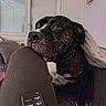 black_dog, blanket, brindle, couch, dog, eyes, face, home, indoors, large_breed, lounging, nose, pet, portrait, remote_control, sitting, television, tongue, white_chest, window