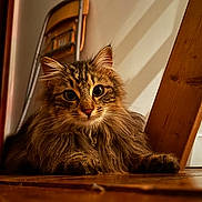 Miko a rejoint le concours — aidez-le/la à gagner de superbes lots ! cat, tabby, fluffy, indoor, wooden_floor, chair, pet, animal, feline, curious, portrait, brown, fur, whiskers, relaxed, cozy, domestic, eyes, closeup, shadow