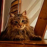 cat, tabby, fluffy, indoor, wooden_floor, chair, pet, animal, feline, curious, portrait, brown, fur, whiskers, relaxed, cozy, domestic, eyes, closeup, shadow