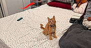 Oliver joined the competition — help win amazing prizes! cat, kitten, orange_cat, bed, bedroom, bedspread, pillows, blanket, plush_toy, pet, collar, sitting, indoors, furniture, shelves, storage_drawers, clothing, curtains, home_decor, portrait