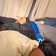 Oliver joined the competition — help win amazing prizes! cat, kitten, orange_cat, pet, animal, face, eyes, ears, whiskers, person, bed, blanket, pillow, bedroom, indoors, sleeping, lounging, portrait, cozy, home