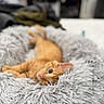 Oliver is registered to the contest to win money with this photo: cat, kitten, orange_cat, tabby, pet, animal, sleeping, lying_down, fluffy_blanket, gray_blanket, cozy, indoors, bed, relaxed, cute, whiskers, pink_nose, green_eyes, portrait, shallow_depth_of_field