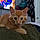 Oliver