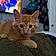 Oliver