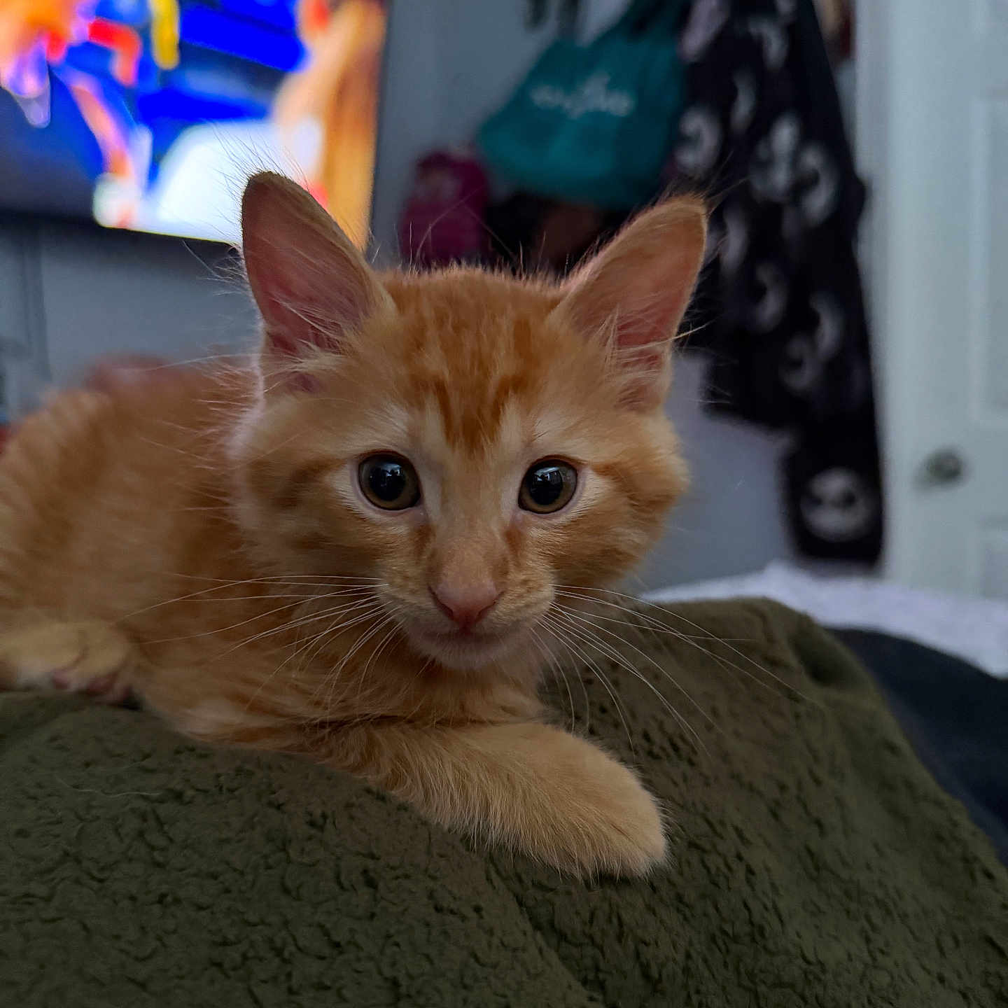 Oliver joined the competition — help win amazing prizes! cat, kitten, orange_cat, ginger_cat, furry, fluffy, whiskers, ears, eyes, pet, animal, portrait, close_up, lying_down, blanket, cozy, indoor, home, television, relaxed