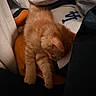 Oliver is registered to the contest to win money with this photo: cat, kitten, orange_cat, sleeping, sleepy, fluffy, fur, pet, animal, indoors, cushion, blanket, fabric, cozy, napping, resting, curled_up, warm_lighting, portrait, cute
