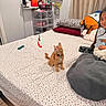 cat, kitten, orange_cat, pet, animal, bedroom, bed, child, face, sitting, looking_up, cat_toy, dangling_toy, collar, blanket, pillows, curtains, shelves, stuffed_animals, indoor
