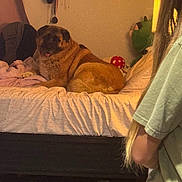 Lola is registered to the contest to win money with this photo: dog, child, pet, bed, bedroom, indoor, sitting, lying_down, tongue_out, brown_dog, blanket, pillows, toy, red_ball, green_plush_toy, person, long_hair, casual_clothing, warm_lighting, home