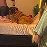 dog, child, pet, bed, bedroom, indoor, sitting, lying_down, tongue_out, brown_dog, blanket, pillows, toy, red_ball, green_plush_toy, person, long_hair, casual_clothing, warm_lighting, home