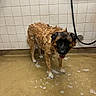 dog, wet_dog, bath, grooming, animal, pet, soap, suds, tiled_wall, washroom, wet_fur, black_and_tan, tongue_out, standing, leash, shower, cleaning, floor, portrait, funny