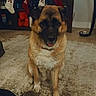 dog, german_shepherd, sitting, pet, animal, portrait, indoor, living_room, carpet, christmas, stockings, fireplace, furniture, dog_bowl, tongue, brown_fur, black_mask, front_facing, sticker, heart