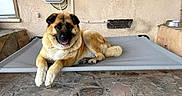 Lola is registered to the contest to win money with this photo: dog, canine, pet, large_dog, tan_fur, black_mask, lying_down, resting, open_mouth, tongue, paws, tail, outdoor, patio, cot, pet_bed, stone_floor, wall, home_exterior, portrait