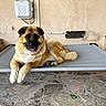 dog, canine, pet, large_dog, tan_fur, black_mask, lying_down, resting, open_mouth, tongue, paws, tail, outdoor, patio, cot, pet_bed, stone_floor, wall, home_exterior, portrait