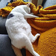 Ity participe au concours pour gagner de l'argent avec cette photo : cat, sleeping, blanket, couch, furniture, indoor, cozy, pet, animal, white_cat, orange_tail, black_spot, relaxing, nap, soft_texture, striped_pillow, home, domestic_cat, resting, comfort