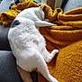 cat, sleeping, blanket, couch, furniture, indoor, cozy, pet, animal, white_cat, orange_tail, black_spot, relaxing, nap, soft_texture, striped_pillow, home, domestic_cat, resting, comfort