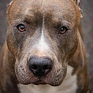 Leon a rejoint le concours — aidez-le/la à gagner de superbes lots ! dog, brindle, close_up, portrait, animal, canine, pet, brown_eyes, fur, outdoor, muzzle, whiskers, face, looking, expression, friendly, companion, focused, cute, nature