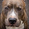 dog, brindle, close_up, portrait, animal, canine, pet, brown_eyes, fur, outdoor, muzzle, whiskers, face, looking, expression, friendly, companion, focused, cute, nature