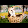 dog, small_dog, basket, grass, flower, outdoor, cute, pet, animal, ears, fur, nature, spring, green, yellow, white_flower, portrait, sitting, closeup, background_blur