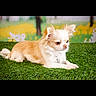 Vanille a rejoint le concours — aidez-le/la à gagner de superbes lots ! dog, small_dog, chihuahua, grass, outdoor, pet, animal, fur, cream_colored, white_colored, laying_down, flower, nature, summer, cute, portrait, side_view, domestic_animal, green, background_blur