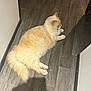 cat, fluffy, cream_color, indoor, wooden_floor, wall, baseboard, pet, animal, relaxed, feline, shadow, flooring, domestic, cute, laying_down, fur, whiskers, tail, quiet