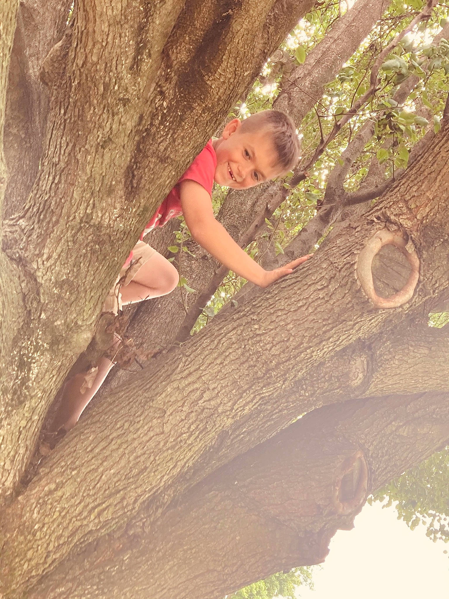 Karson is registered to the contest to win money with this photo: branch, climbing, forest, formation, fun, grass, happy, joy, jungle, leisure, people_in_nature, person, recreation, rope, smile, sport_climbing, toddler, tree, trunk, wood