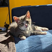 Khloe joined the competition — help win amazing prizes! kitten, cat, pet, animal, feline, couch, blue_couch, blanket, sunlight, shadow, indoor, cozy, yellow_wall, fur, whiskers, ears, paws, relaxed, cute, small
