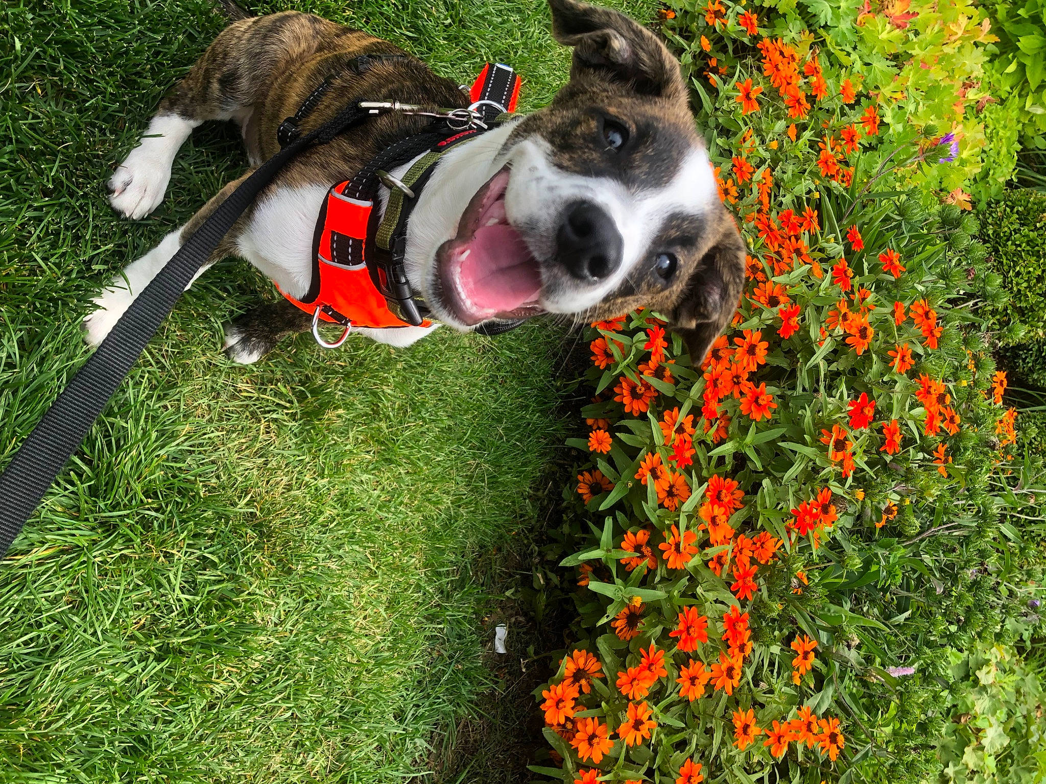 Luna joined the competition — help win amazing prizes! annual_plant, carnivore, collar, companion_dog, dog, dog_breed, dog_collar, dog_supply, fawn, flower, grass, groundcover, lawn, leash, pet_supply, petal, plant, shrub, sporting_group, tail