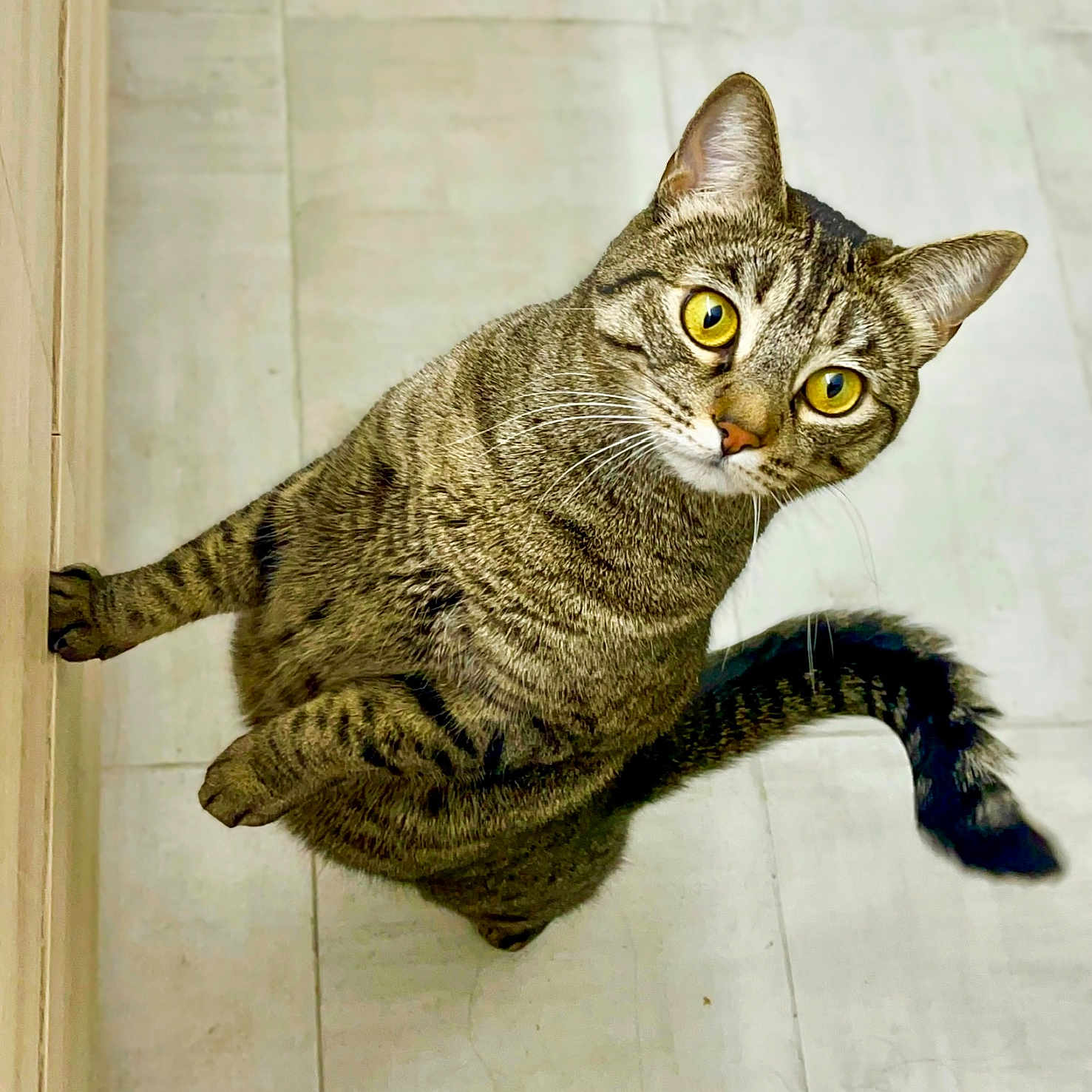 Linghua joined the competition — help win amazing prizes! animal, cat, curious, cute, domestic, ears, feline, floor, indoor, looking_up, mammal, pet, playful, striped, tabby, tail, tile, whiskers, yellow_eyes, young_cat