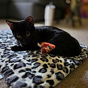 Clover joined the competition — help win amazing prizes! black_cat, cat, pet, animal, indoor, blanket, leopard_print, toy, carpet, curious, feline, relaxed, cozy, fur, whiskers, ears, yellow_eyes, home, soft, resting