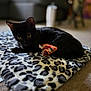 black_cat, cat, pet, animal, indoor, blanket, leopard_print, toy, carpet, curious, feline, relaxed, cozy, fur, whiskers, ears, yellow_eyes, home, soft, resting