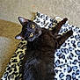 black_cat, cat, pet, animal, leopard_print, blanket, carpet, indoor, feline, yellow_eyes, curious, lying_down, fur, whiskers, ears, cute, domestic_animal, cozy, playful, relaxed