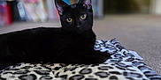 Clover joined the competition — help win amazing prizes! cat, black_cat, animal, pet, indoor, blanket, leopard_print, feline, curious, relaxed, carpet, home, cozy, domestic_animal, mammal, whiskers, ears, eyes, soft_focus, blurred_background