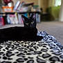 cat, black_cat, animal, pet, indoor, blanket, leopard_print, feline, curious, relaxed, carpet, home, cozy, domestic_animal, mammal, whiskers, ears, eyes, soft_focus, blurred_background