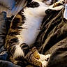 Bibou participe au concours pour gagner de l'argent avec cette photo : cat, tabby_cat, white_cat, pet, animal, lying_down, relaxed, sleeping, bed, blanket, cushion, pillow, indoors, bedroom, cozy, portrait, fur, paws, hearts, home_decor