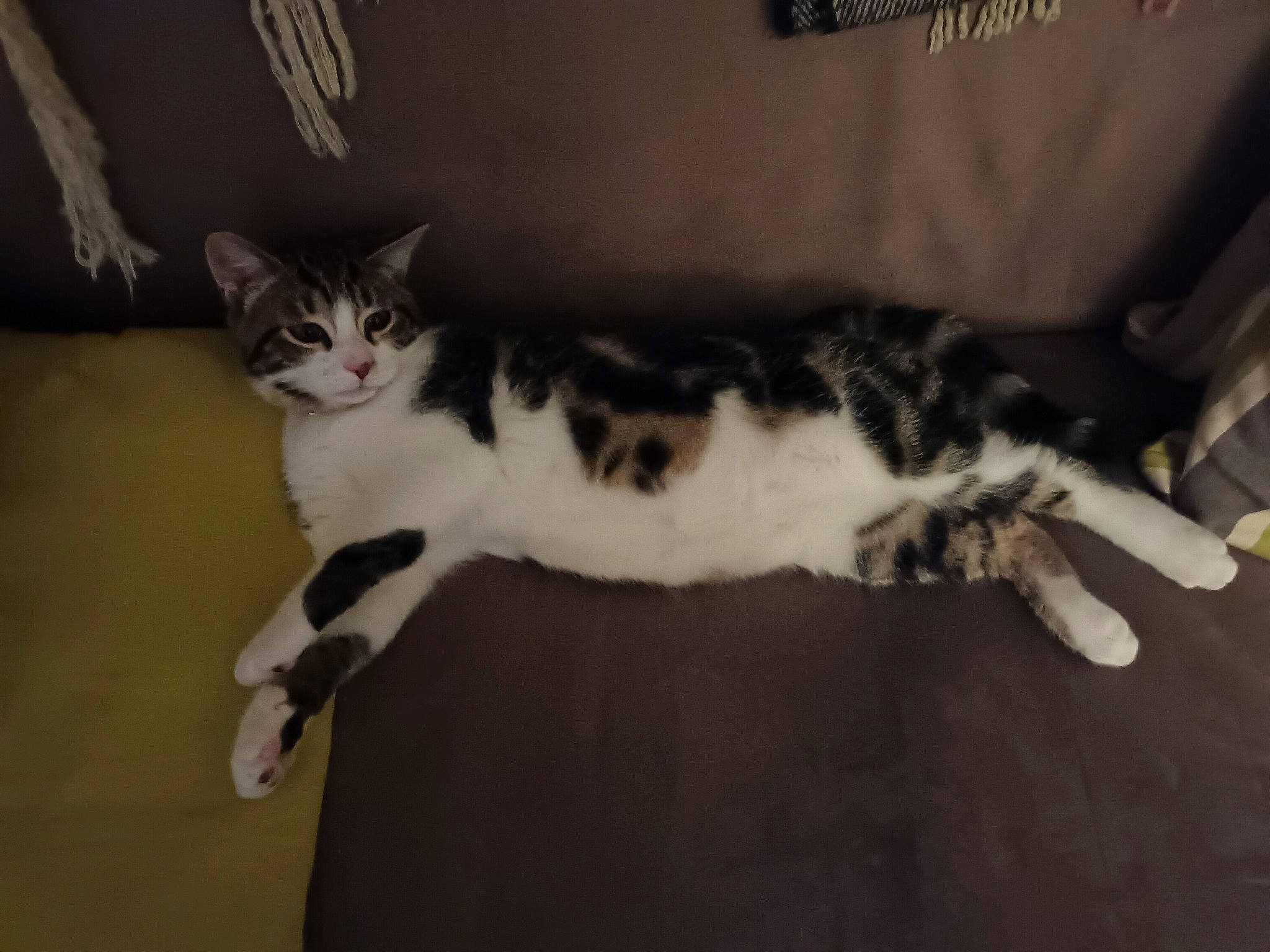 Poupette participe au concours pour gagner de l'argent avec cette photo : carnivore, cat, domestic_short_haired_cat, door, felidae, flooring, fur, hardwood, paw, photo_caption, small_to_medium_sized_cats, tail, whiskers, wood