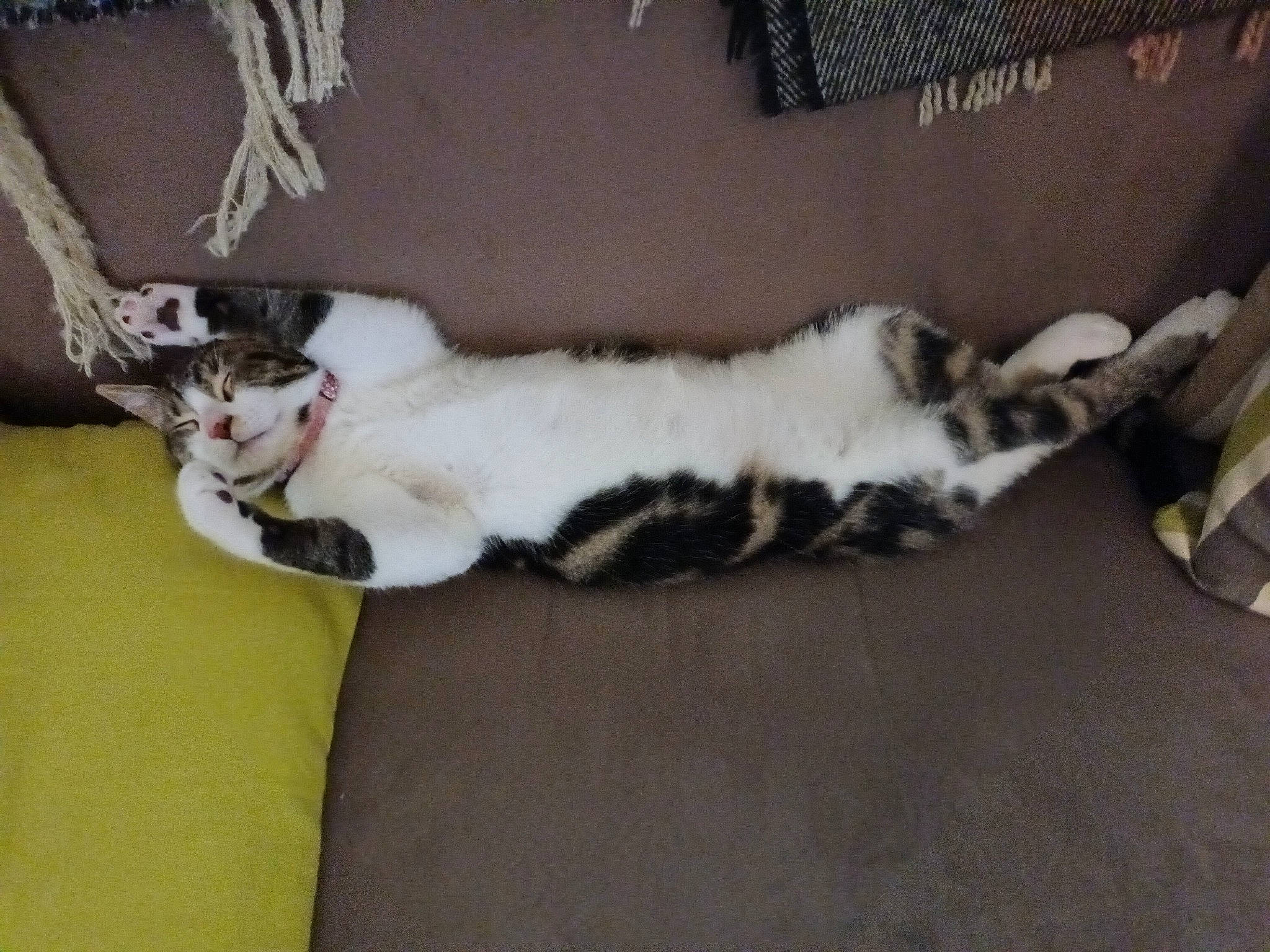 Poupette a rejoint le concours — aidez-le/la à gagner de superbes lots ! carnivore, cat, comfort, domestic_short_haired_cat, felidae, fur, grey, hardwood, paw, small_to_medium_sized_cats, tail, whiskers, wood