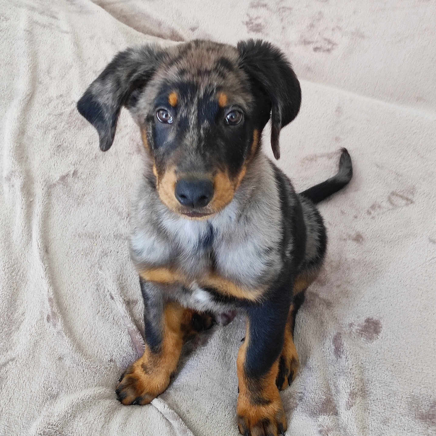 Végas a rejoint le concours — aidez-le/la à gagner de superbes lots ! accessories, animal, beagle, blanket, canine, cockerspaniel, couch, dog, furniture, germanshepherd, homedecor, hound, labradorretriever, linen, pet, pointer, pug, puppy, snout, terrier