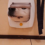Ruby participe au concours pour gagner de l'argent avec cette photo : dog, pet_door, face, curious, funny, animal, wall, tile_floor, indoor, beige, black_strap, close_up, head, snout, expression, cute, small_opening, home, door_flap, animal_face