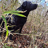 Marley is registered to the contest to win money with this photo: animal, bark, black_dog, branches, canine, curious, daylight, dog, dry_leaves, forest, fur, grass, looking_away, nature, outdoor, side_view, sitting, trees, wildlife, woods