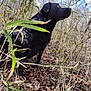 animal, bark, black_dog, branches, canine, curious, daylight, dog, dry_leaves, forest, fur, grass, looking_away, nature, outdoor, side_view, sitting, trees, wildlife, woods
