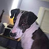Mack is registered to the contest to win money with this photo: dog, indoor, lamp, blurred, black_and_white, pet, animal, room, furniture, window, wall, cozy, blur, close_up, canine, domestic, portrait, house, light, background