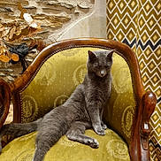 Petite Princesse a rejoint le concours — aidez-le/la à gagner de superbes lots ! cat, gray_cat, chair, vintage_chair, upholstery, patterned_curtain, stone_wall, furniture, indoor, relaxed, pet, animal, domestic_cat, resting, cozy, ornate, wooden_frame, seated, looking_down, calm