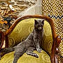cat, gray_cat, chair, vintage_chair, upholstery, patterned_curtain, stone_wall, furniture, indoor, relaxed, pet, animal, domestic_cat, resting, cozy, ornate, wooden_frame, seated, looking_down, calm